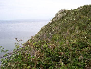 nesting cliff